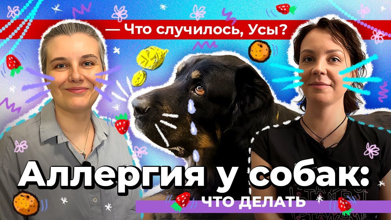 Аллергия у собак. Что делать?