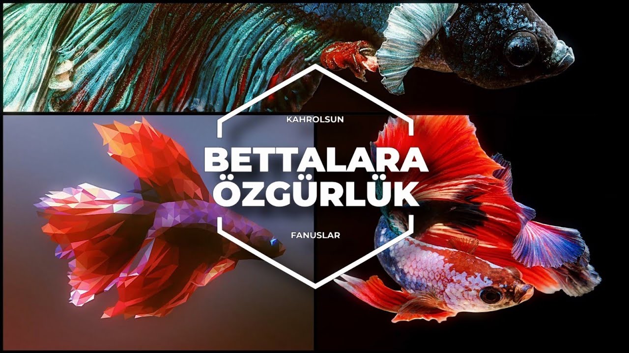 Kahrolsun Fanuslar Bettalara Özgürlük #bettafish #beta #betafanus #akvaryum