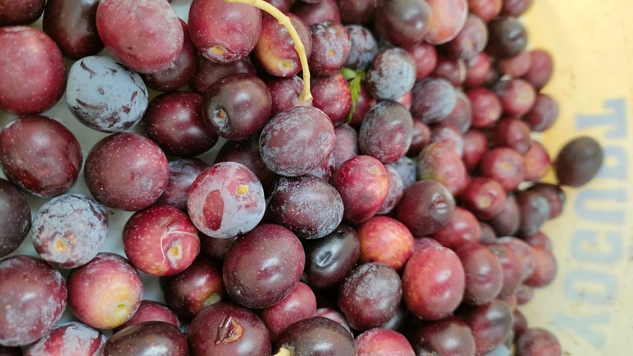 "Mor Zeytin Kurmanın Sırrı! En Doğal ve Lezzetli Yöntemleri Keşfedin!"
