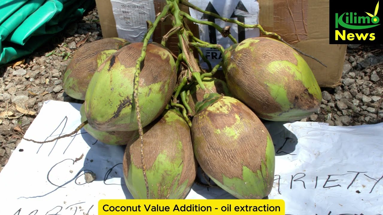 Coconut Value Addition - oil extraction