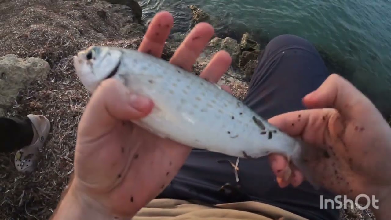 THIS SABIKI RIG IS A HERRING MAGNET - Perth Metro Fishing