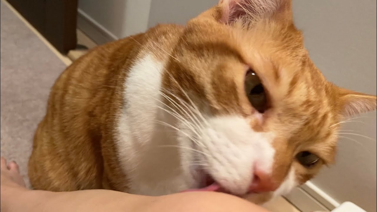 ペロペロが止まらない猫