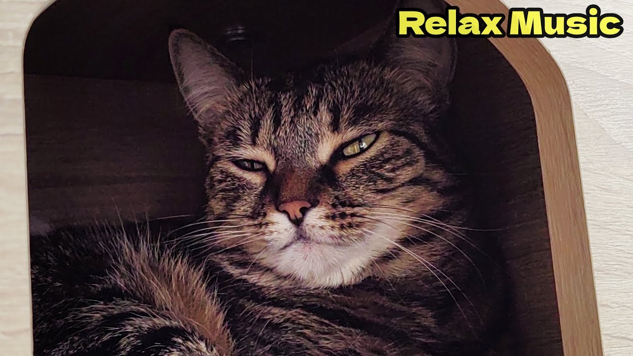 Cozy video with a cat: rest, favorite toys and slow sleep 💤🐾