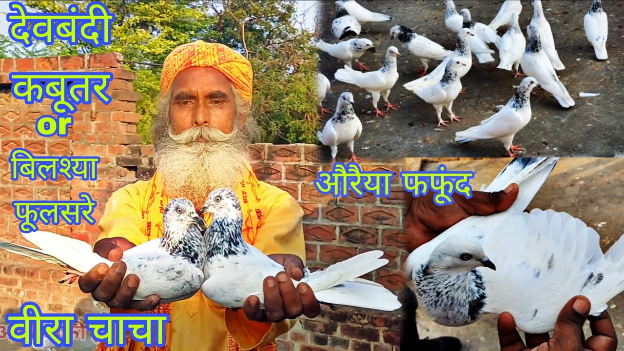 वीरा चाचा के देवबंदी कबूतर OR बिलश्या fulsire कबूतर devbandi kabutar  #youtube #viral 
