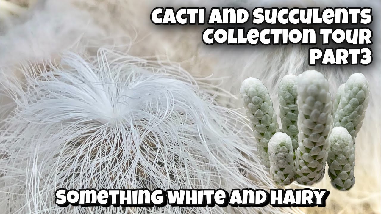 Cactus and Succulent Collection Tour Part 3 | Something White and Hairy plants in my Collection