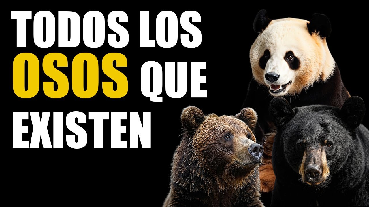 Cada tipo de OSO explicado en 7 minutos 🐻