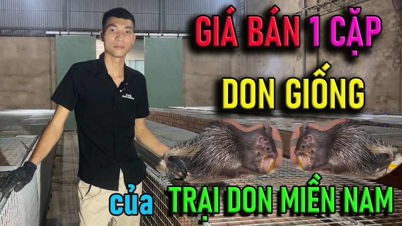 Gi&aacute; B&aacute;n 1 Cặp Don Giống Của Trang Trại Don Miền Nam L&agrave; Bao Nhi&ecirc;u? | Chăn Nu&ocirc;i Việt