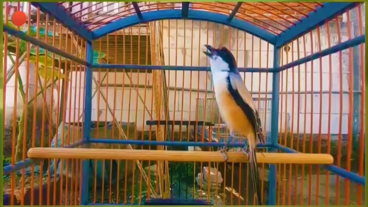 GACORAN sadis burung cendet. Cendet Lain ikut gacor 