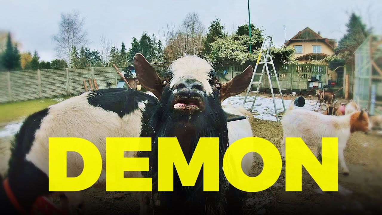 💀 ISTNY DEMON 💀 kolejny atak Jarusia 🐐 moje MINI ZOO / odc. 142