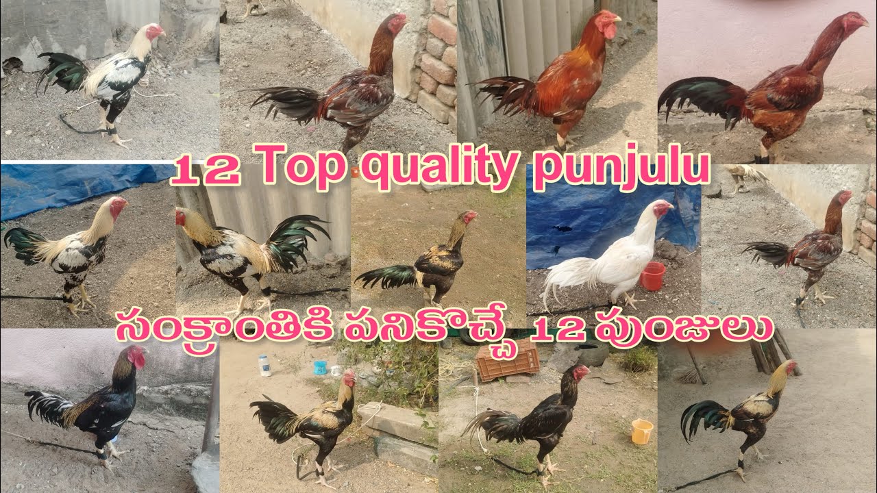 సంక్రాంతికి పనికొచ్చే 12 పెద్ద పుంజులు॥ +91 89851 57225 ॥#virulvideo #birds 