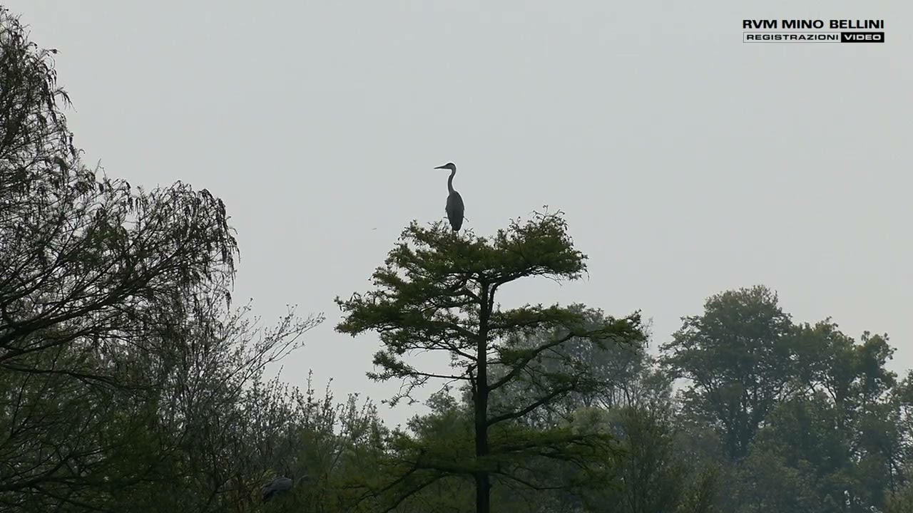 Parco dei Tassodi