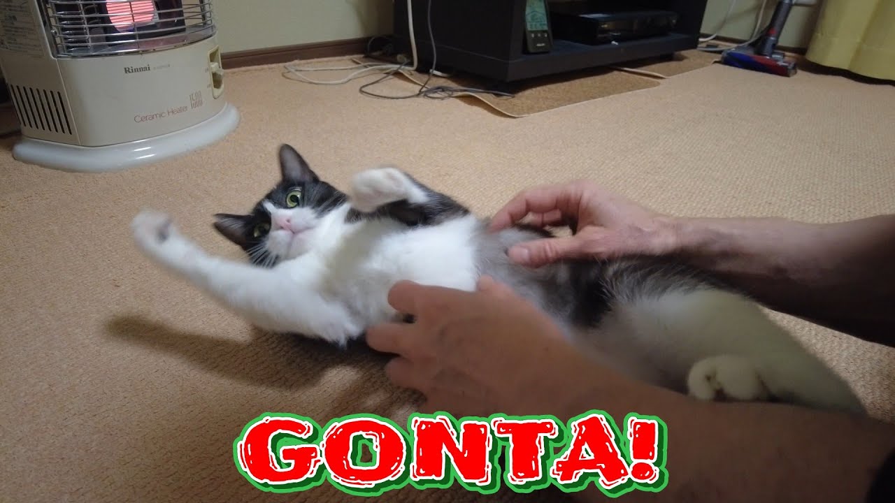 かまってアピールから急に寝落ちするゴン太くん No.765【#保護猫】
