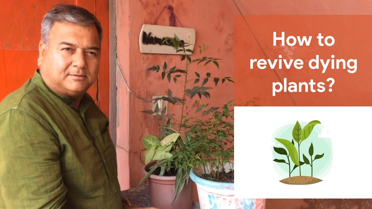 How to revive dying plants? | Peepal Baba