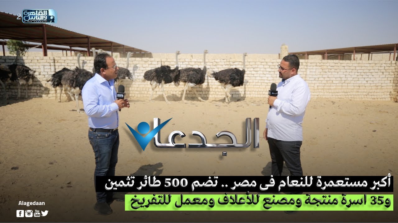 `اكبر مستعمرة للنعام فى مصر .. تضم 500 طائر تسمين و35 اسرة منتجة ومصنع للأعلاف ومعمل للتفريخ