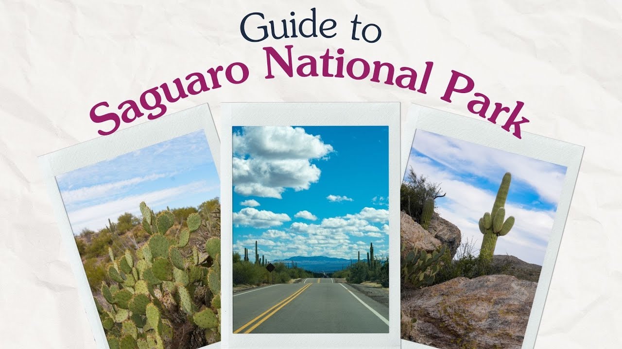 Guide to Saguaro National Park