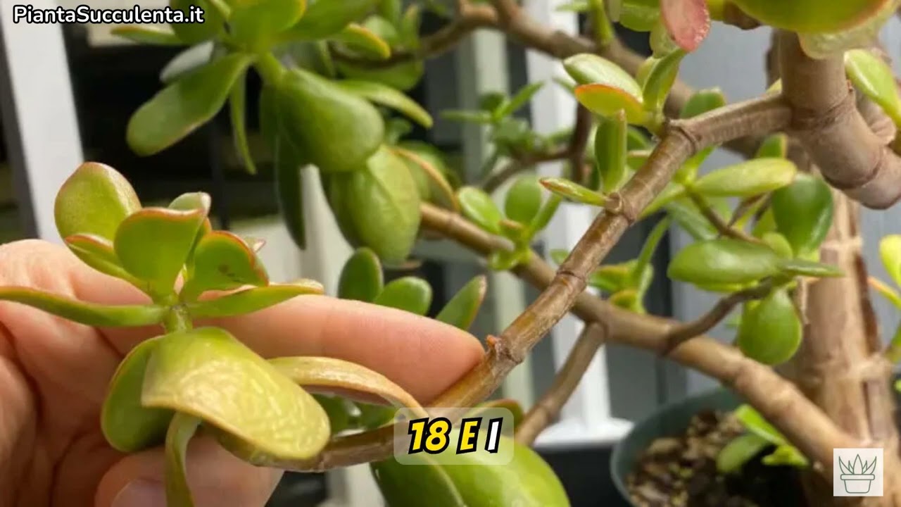 Albero di Giada con Foglie Gialle? Ecco Come Salvarlo Subito! 🌿❗