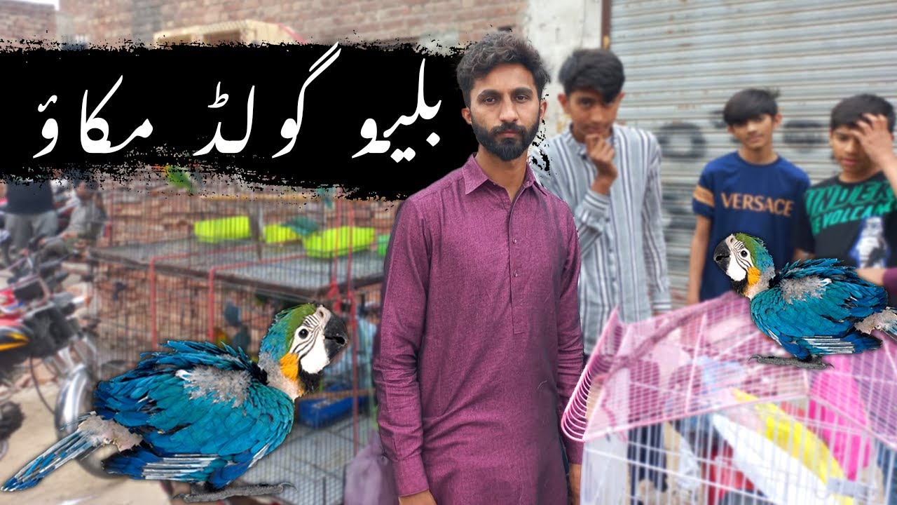 Macaw parrot | African Grey Parrot Chicks | Shalimar Sunday Birds Market