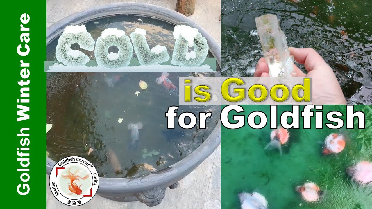 What Goldfish should Stay COLD in Winter | Goldfish Winter Care Series 2👉