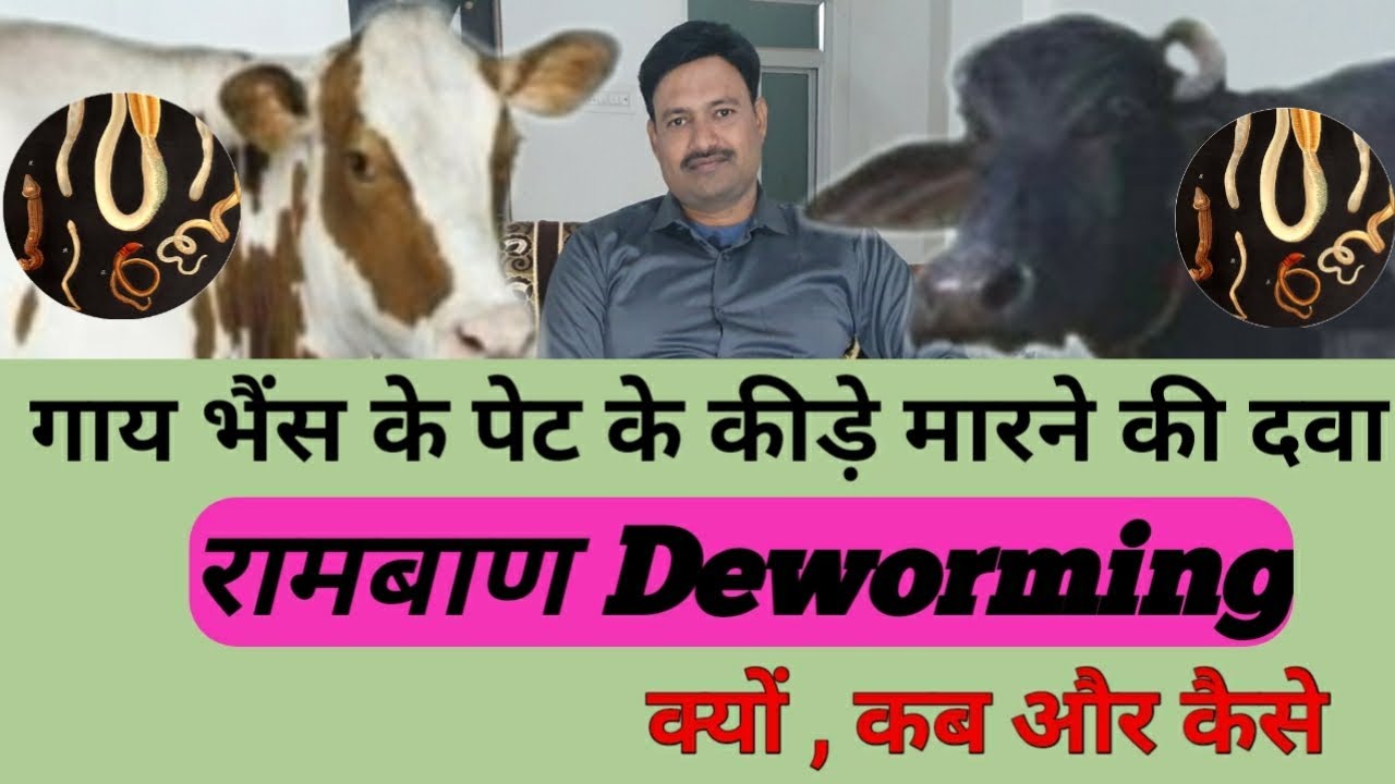 pashu ke pet ke kide marne ki dawa #Deworming कैसे कब और क्यों करें