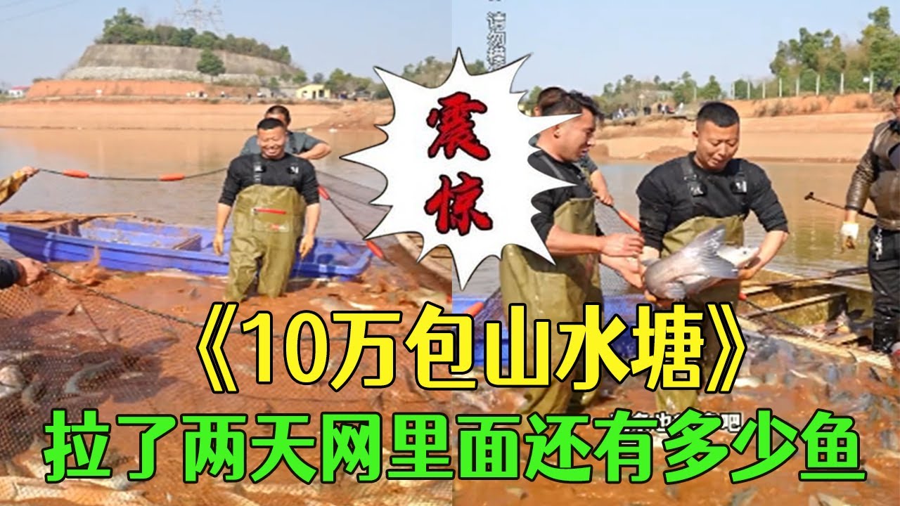 10萬包40畝山水塘，拉了兩天網看看裏面還有多少魚！ #小飛哥#三農 #護外 #新農人計劃2026 #包塘
