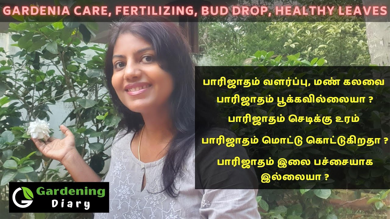 பாரிஜாதம் வளர்ப்பு, கோடைக்கால  பராமரிப்பு - Gardenia summer care 2022 - പാരിജാതം പരിചരണം
