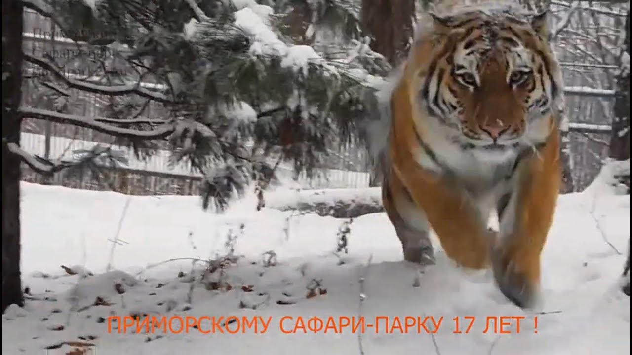 07.02.2024 г. ПРИМОРСКОМУ САФАРИ-ПАРКУ 17 ЛЕТ !
