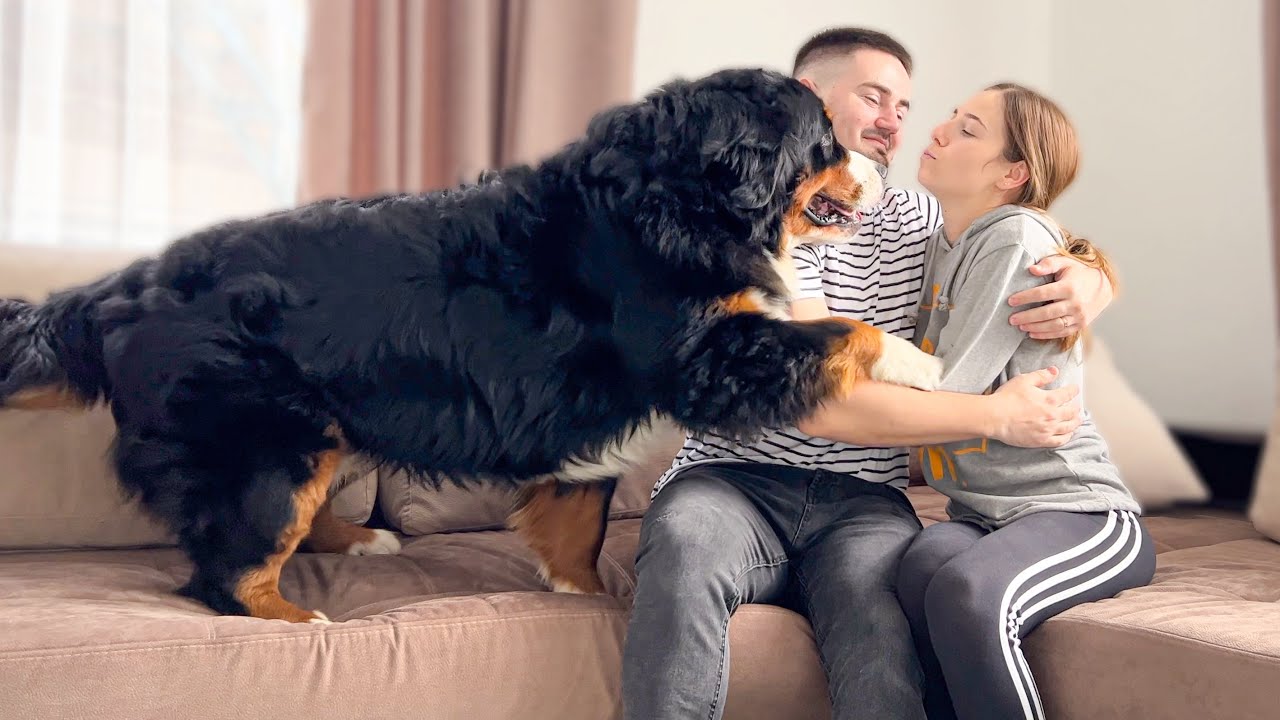 My Funny Bernese Mountain Dog is Jealous of Me When I Hug My Wife