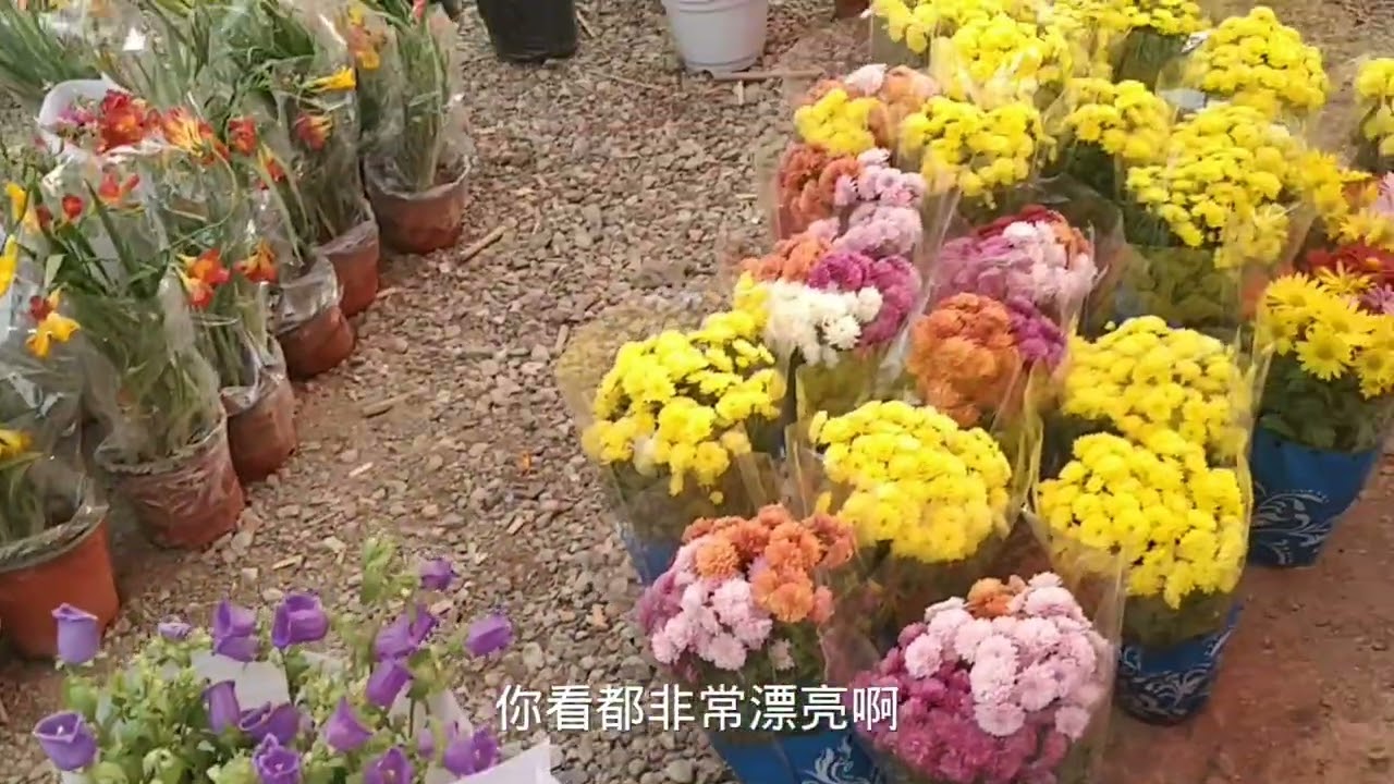 北京人气最旺的鲜花市场，郁金香桂花牡丹康乃馨梅花菊花，全10元 #花市 #花卉市场 #买花 #逛花市 #花卉