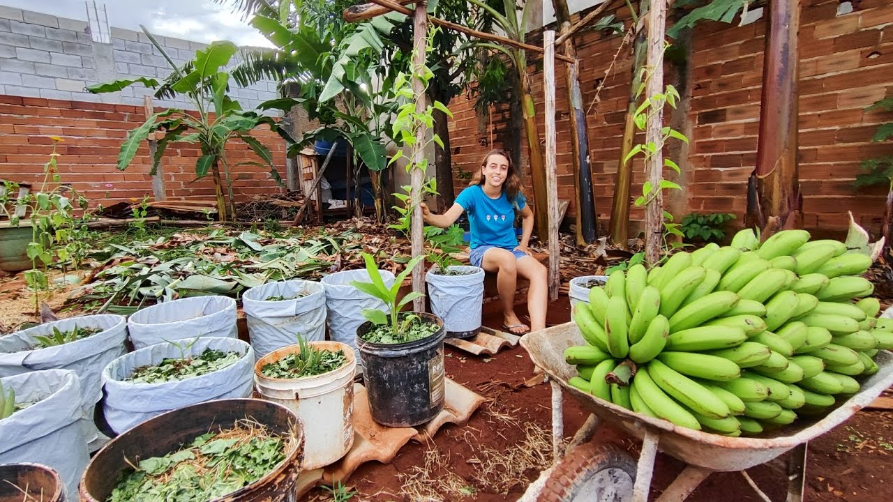 Colhendo mais um cacho GIGANTE de bananas nanica 