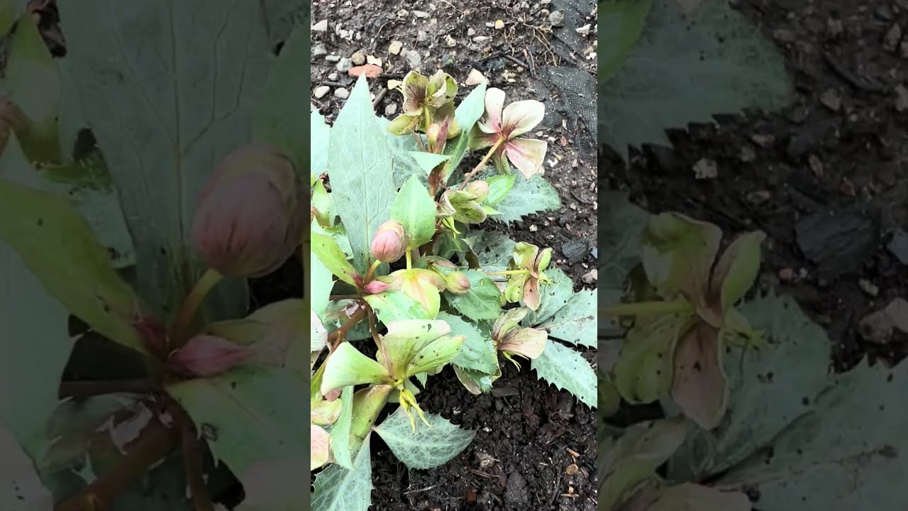 #shorts#SilverStar Peak of flowering. The Hellebores &ldquo; Silver Star &ldquo; 💫 Чемерник &ldquo; Silver Star &rdquo;💫