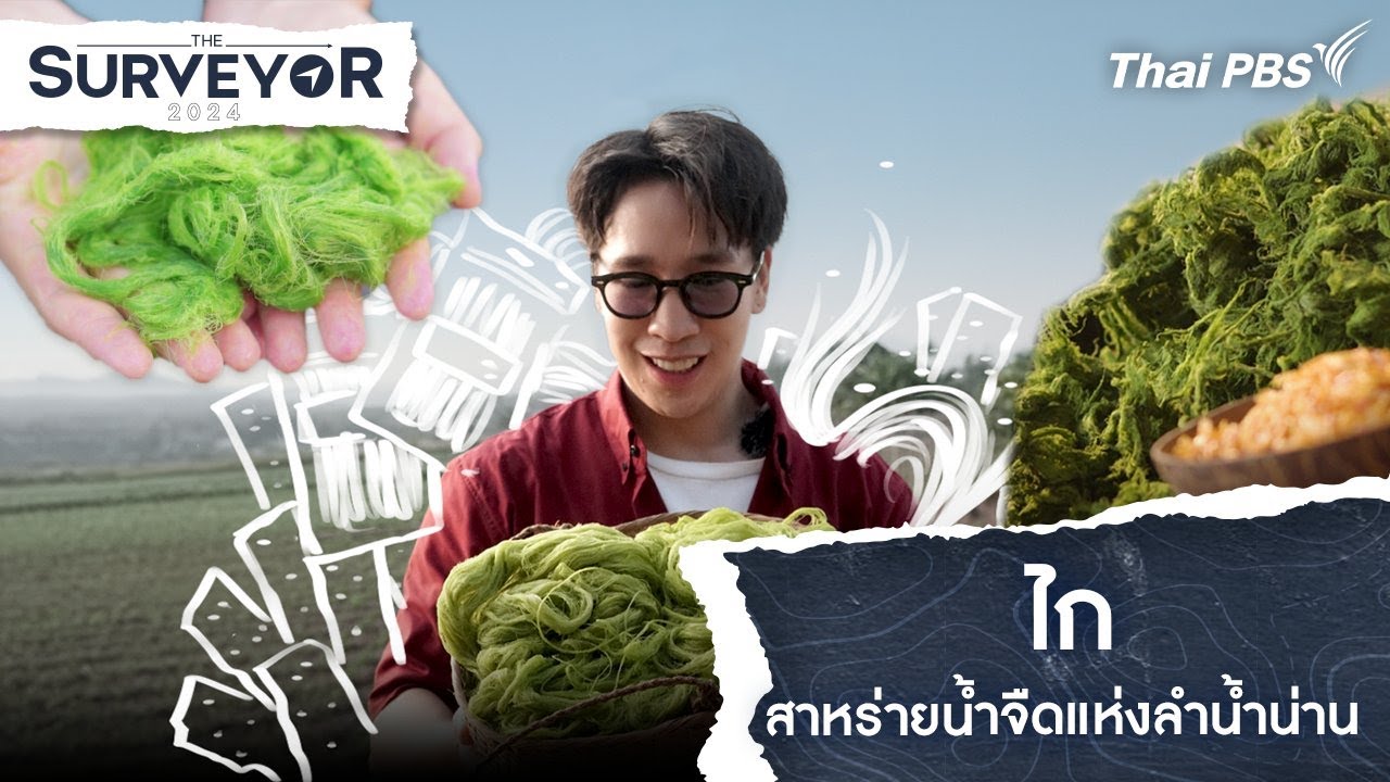 ไก สาหร่ายน้ำจืดแห่งลำน้ำน่าน | The Surveyor