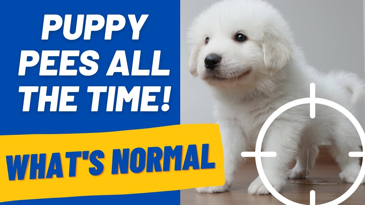 Puppy Pees All The Time: 5 minutes, 10 minutes, constantly