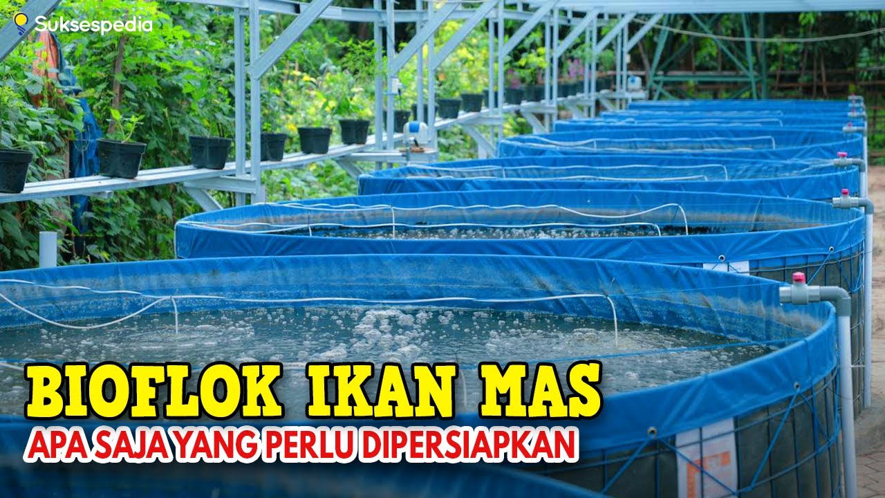 BIOFLOK IKAN MAS - HAL APA SAJA YANG PERLU DIPERSIAPKAN SEBELUM MEMULAINYA!!