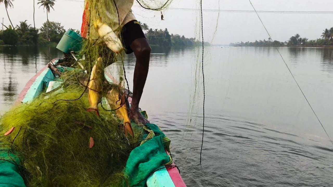 കൂട്ടുകാരെ പണിപാളി വല മൊത്തം മഞ്ഞക്കുരിയാ