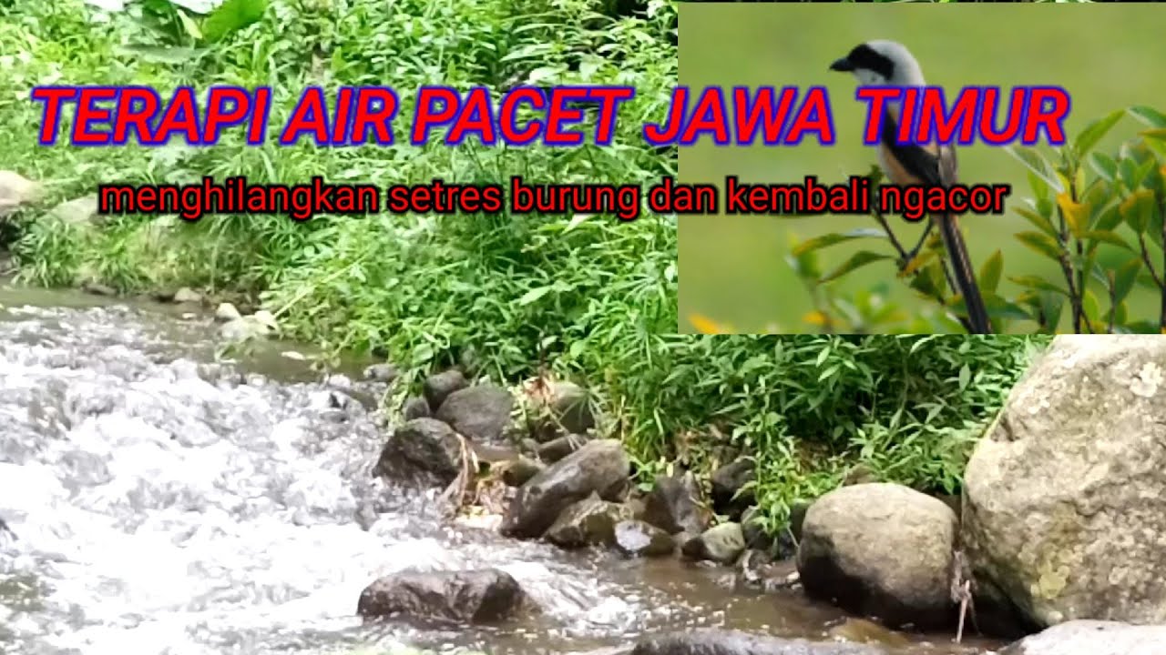 30 menit terapi cendet macet bunyi dengan suara air mengalir