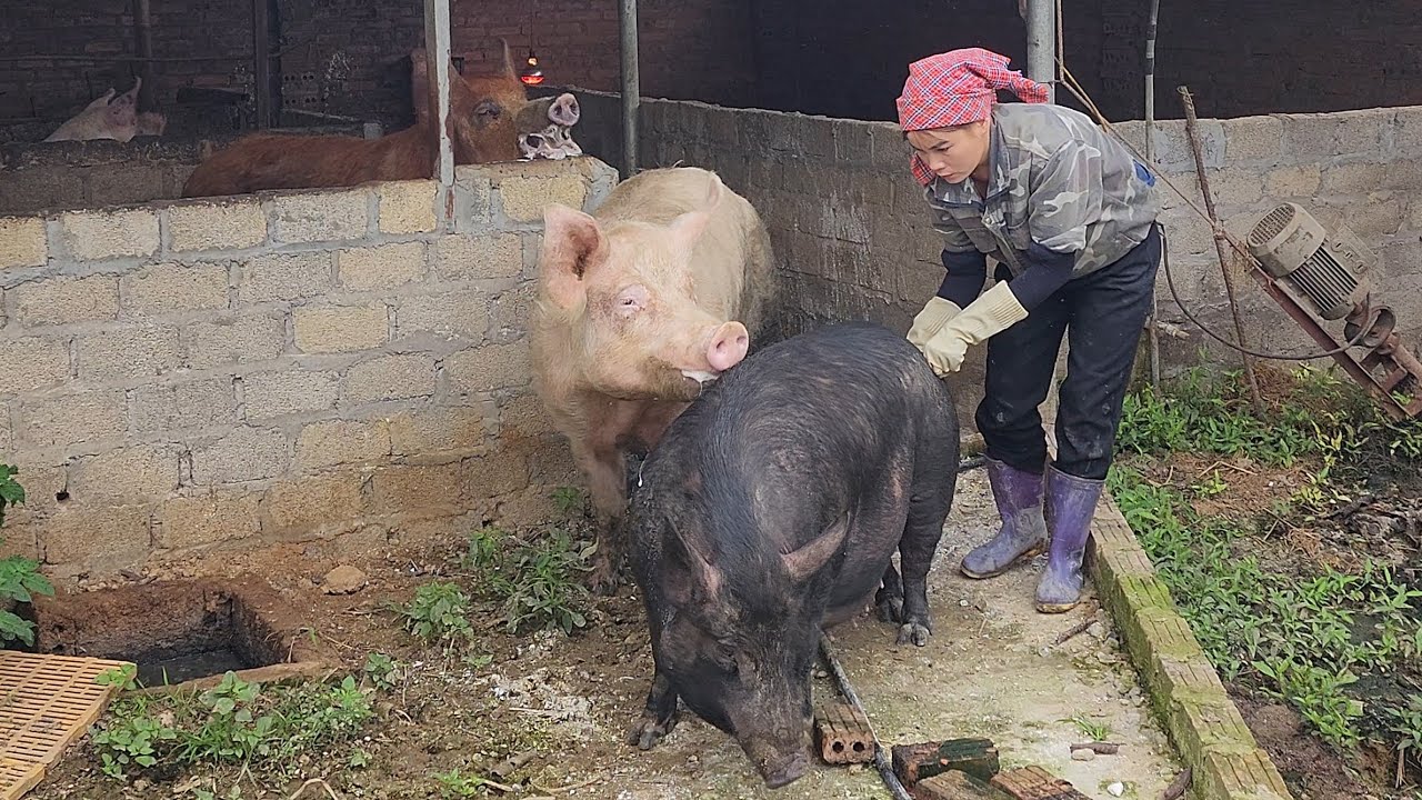 Paring up three sows. Sell the piglets /@ThoaRurallife   #159