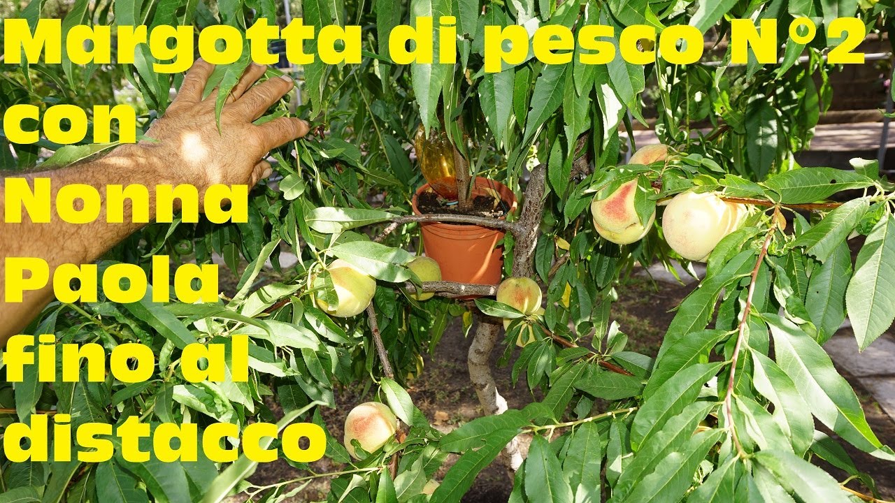 Margotta di pesco N°2 con Nonna Paola fino al distacco