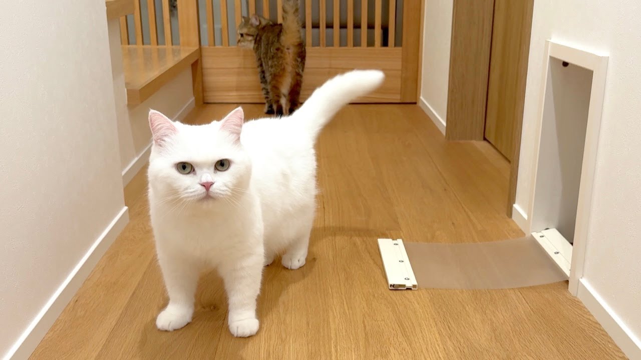 隔離してた猫がペットドアを破壊して脱走しました…