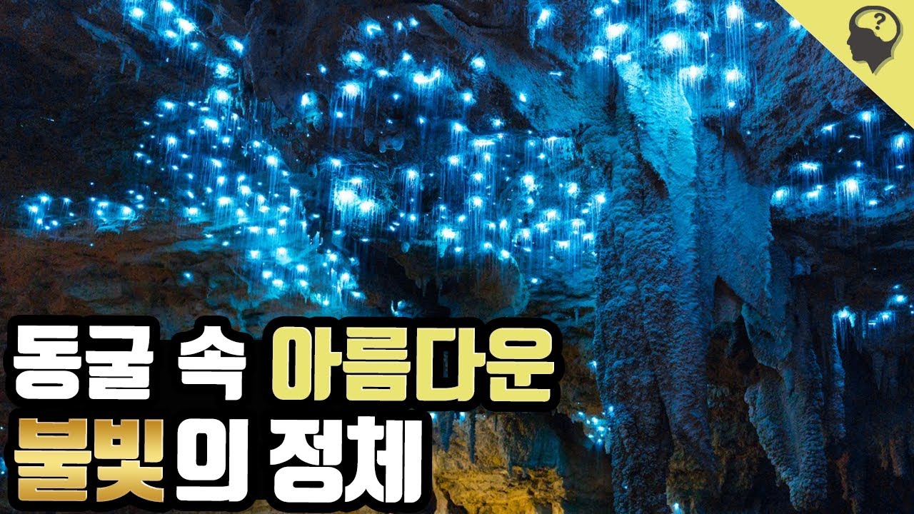 아름다운 동굴 속 불빛의 정체 '아라크노캄파 루미노사'이야기