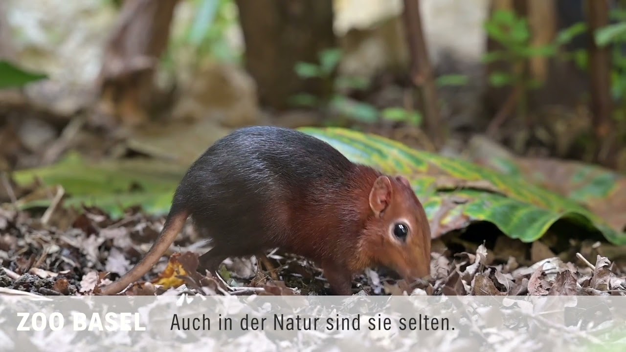 Seltene Tierart neu im Zoo Basel zu sehen