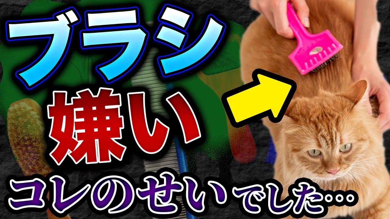 【毛がごっそり抜ける裏技！】ブラッシングが超楽しくなるコツを教えます！