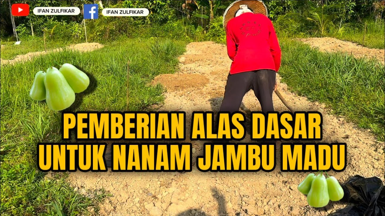Pemberian alas dasar jambu madu