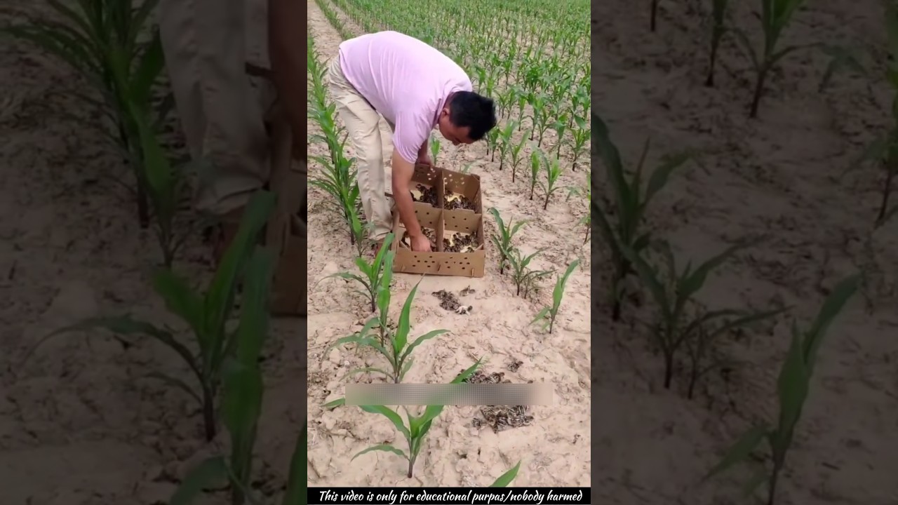 These Wild Birds Are a Hidden Source of Income! 😱💰 | Pheasant Farming #shorts #farmerincome