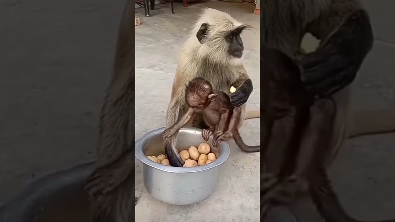 #viralvideo #money #monkey #monkeyvideo #monkeys #funny #video #hanuman #monkeybaby