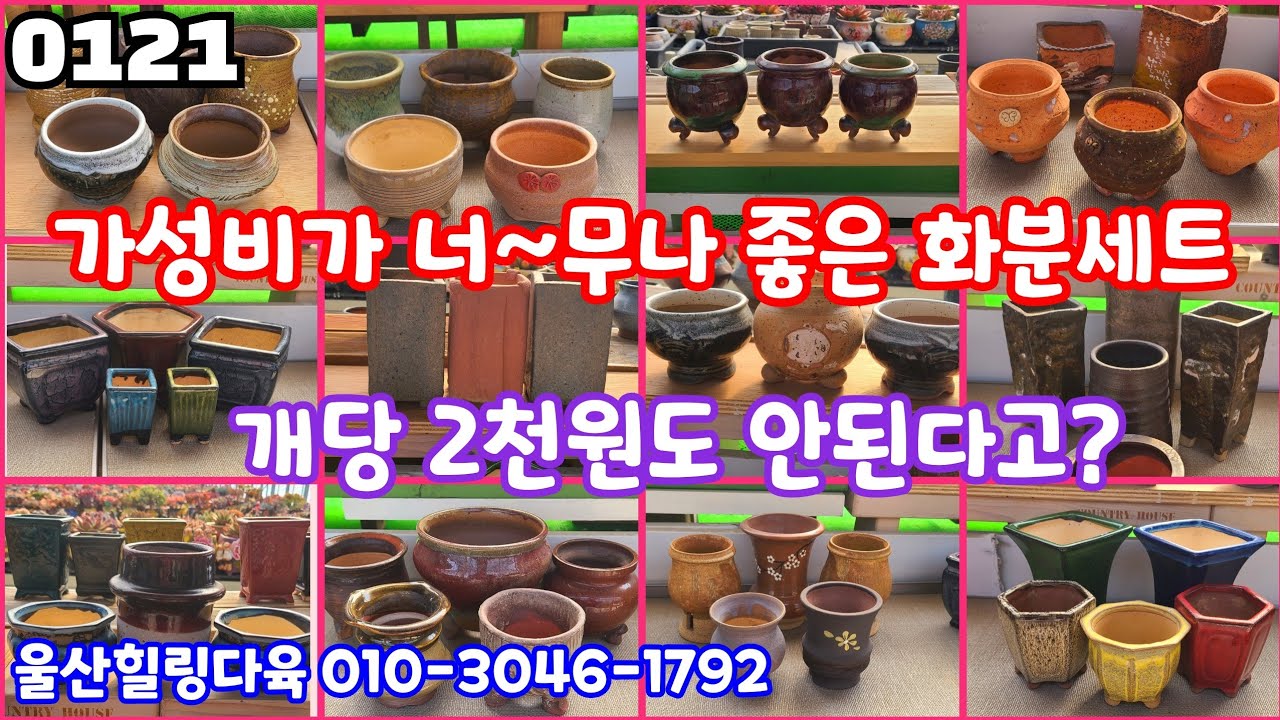 26년01월21일 #울산힐링다육 010-3046-1792 #다육판매 #화분판매 #3종 5종 세트화분 파격특가