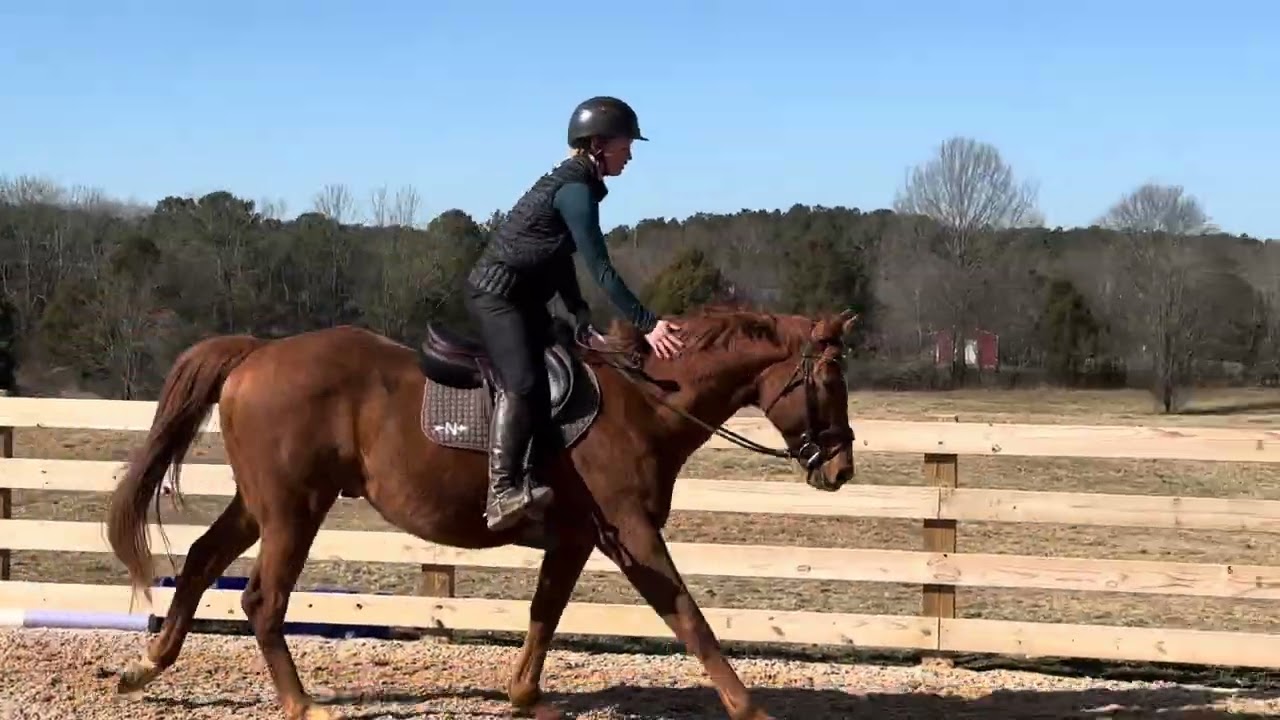 Stormin Army - Long rein 