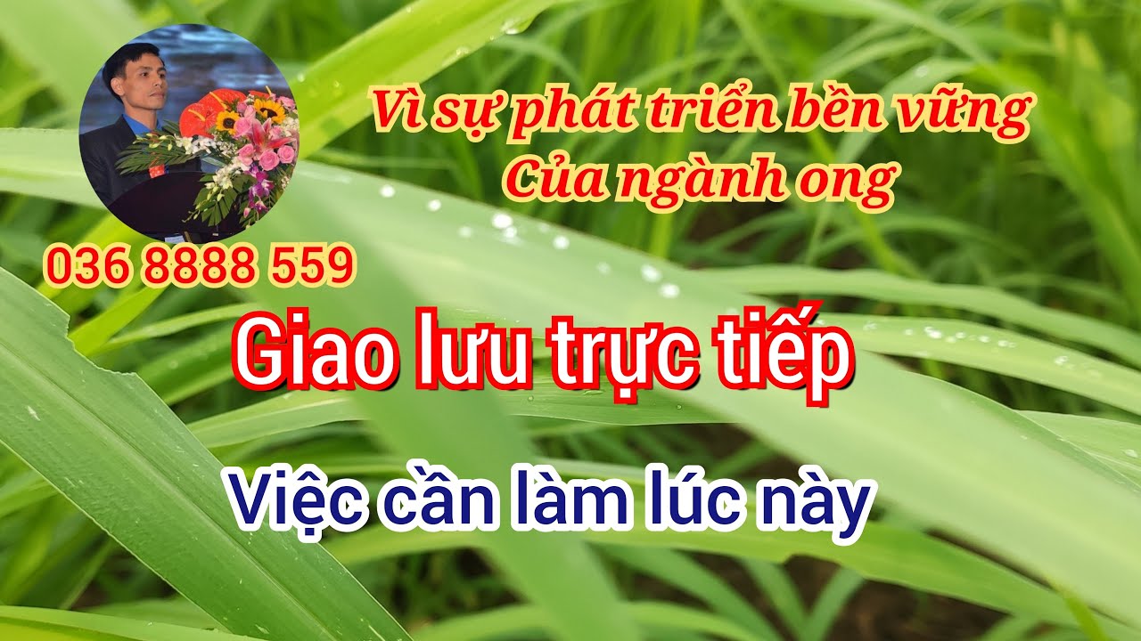 Xử lý để hạn chế chia đàn #ktnuôiong #honey #bee #nuôiongtầngkế 