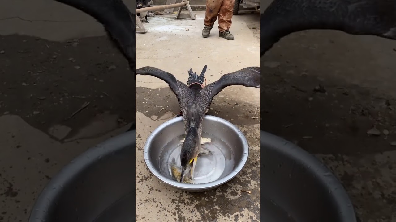 great cormorant eats the whole fish instantly