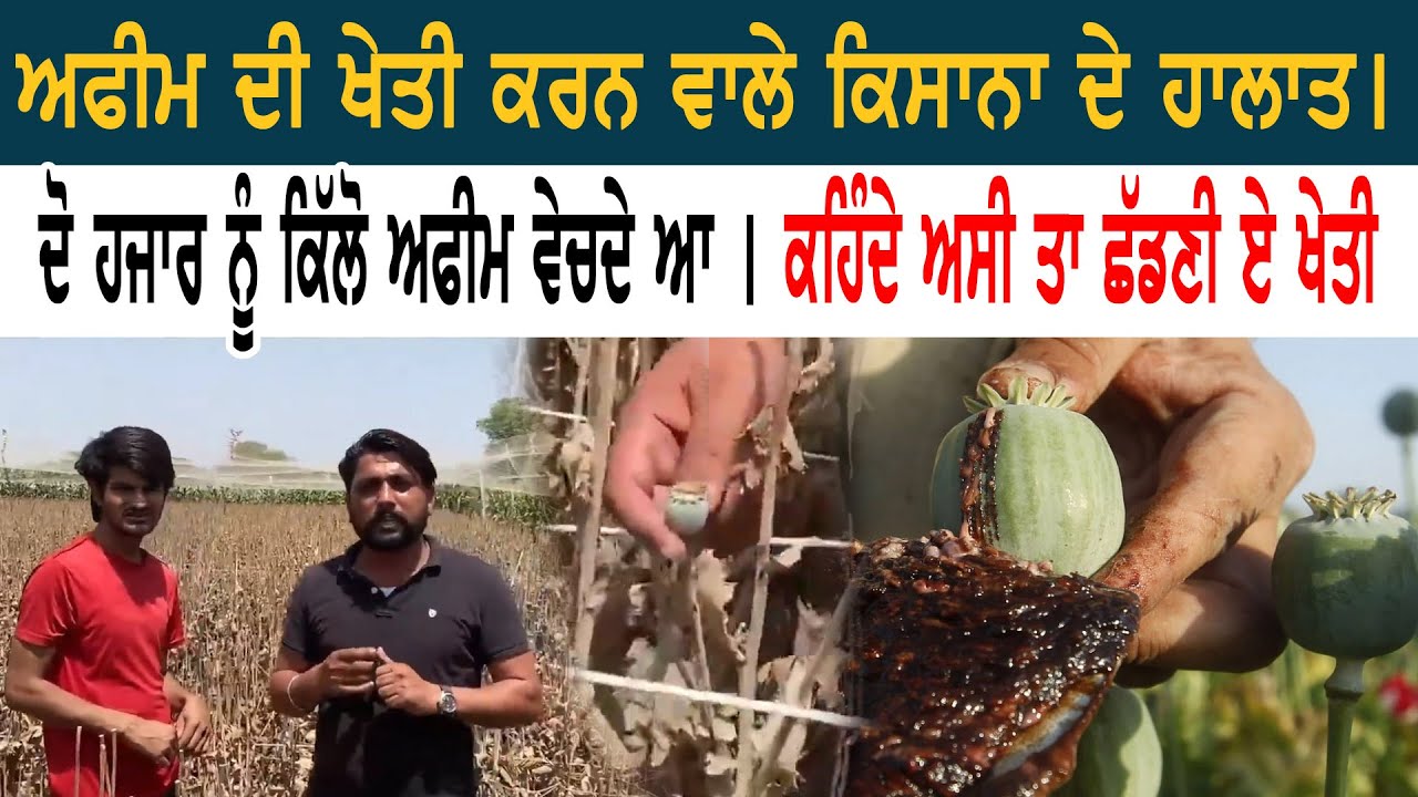 ਅਫੀਮ ਦੀ ਖੇਤੀ ਕਰਨ ਵਾਲੇ ਕਿਸਾਨਾ ਦੇ ਹਾਲਾਤ । ਦੋ ਹਜਾਰ ਨੂੰ ਕਿੱਲੋ ਅਫੀਮ ਵੇਚਦੇ ਆ । ਕਹਿੰਦੇ ਅਸੀ ਤਾ ਛੱਡਣੀ ਏ ਖੇਤੀ
