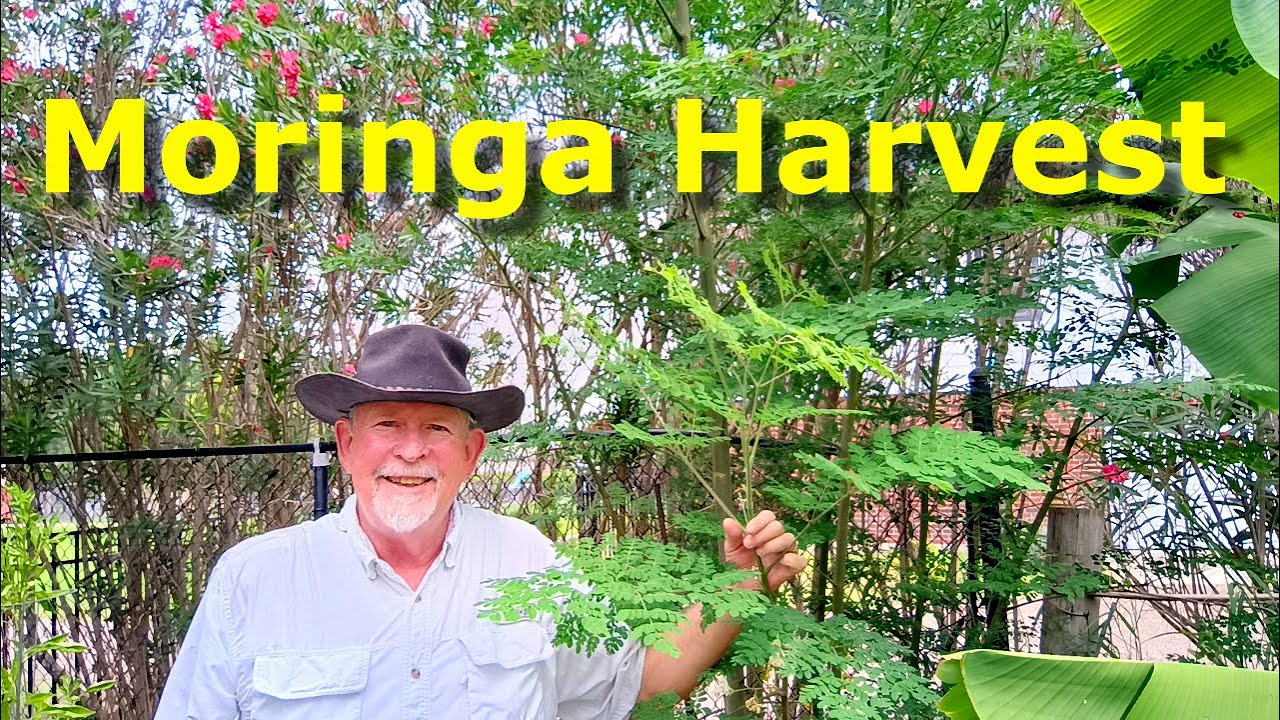 Moringa Harvest and Processing along with Quick Garden Update